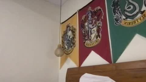 Snapshot of _alan_bear_ chatting on 06-30-26, 02:18 Alan online show from 06-30-26, 02:18