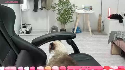 Snapshot of _feralberry__ chatting on 12-15-25, 08:40 Alis online show from 12-15-25, 08:40