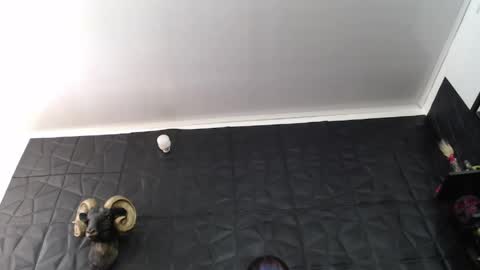  Miss Agata  online show from 06-04-26, 03:40