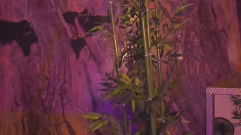 Snapshot of alahia_dangelo_ chatting on 01-12-26, 05:18 ALAHIA online show from 01-12-26, 05:18