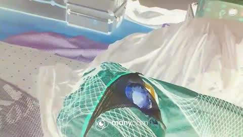 Snapshot of alwaysniceguy2 chatting on 01-03-25, 03:16 HoneyMelonGuy online show from 01-03-25, 03:16