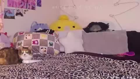 Snapshot of amia_mia chatting on 01-14-26, 07:58 amia mia online show from 01-14-26, 07:58