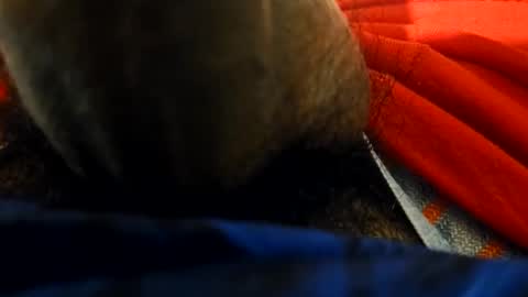 Snapshot of anel794872 chatting on 02-23-26, 06:00 anel794872 online show from 02-23-26, 06:00