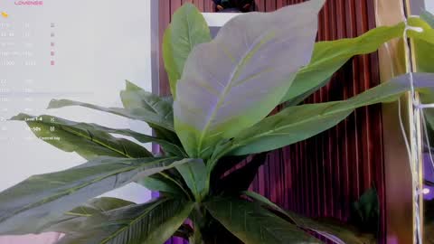 Ana online show from 01-20-25, 11:35