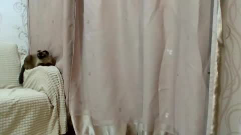 Snapshot of aurora_breeze chatting on 02-25-26, 02:48 Kiara Xanthe online show from 02-25-26, 02:48