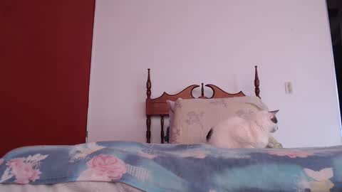 bayonette_black online show from 10-04-25, 12:03