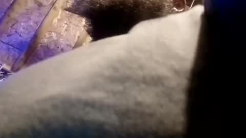 BigDaddykodack online show from 11-13-25, 09:41