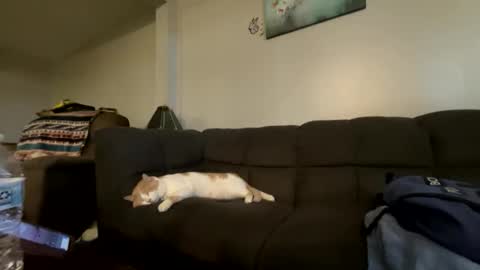 bluebloodednorsewitch online show from 10-16-25, 02:29