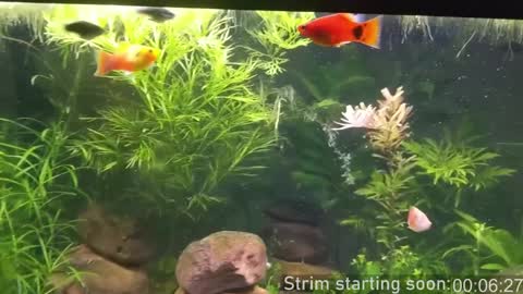 Snapshot of booker_baxton chatting on 12-10-24, 04:02 Booker Baxton online show from 12-10-24, 04:02