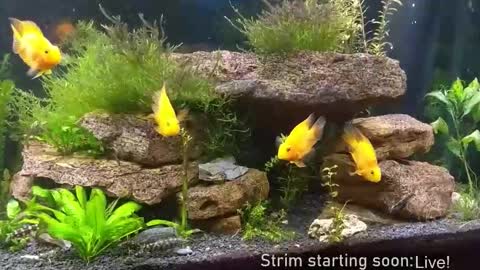 Booker Baxton online show from 11-19-25, 04:12