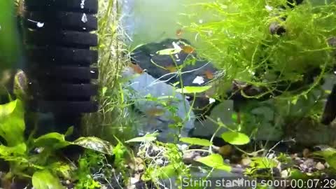 Booker Baxton online show from 11-23-25, 04:01