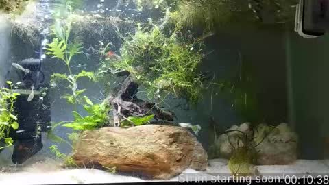 Booker Baxton online show from 03-25-26, 03:01