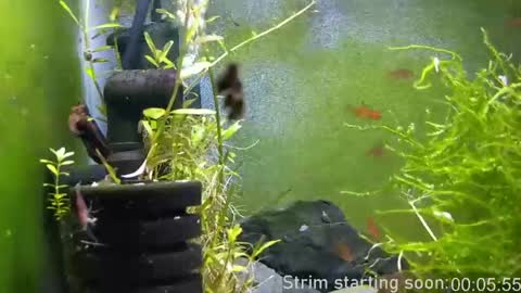 Booker Baxton online show from 04-03-26, 03:04