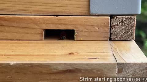 Booker Baxton online show from 04-05-26, 03:04