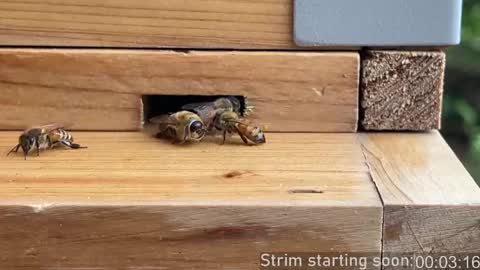 Booker Baxton online show from 04-24-26, 03:09