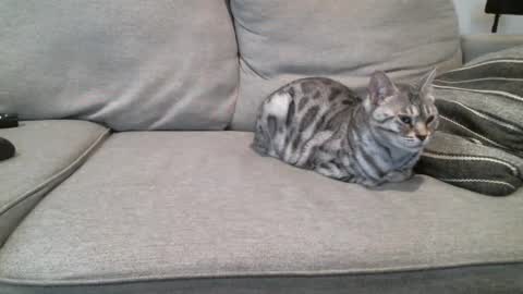 Buck online show from 03-03-25, 03:42