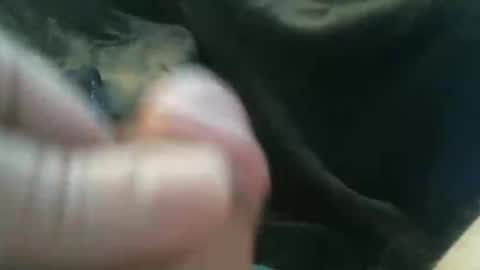 Snapshot of bullemoe chatting on 10-27-25, 08:18 bullemoe online show from 10-27-25, 08:18