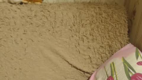 Snapshot of candylady136 chatting on 12-18-24, 06:14 say meow and send tip  online show from 12-18-24, 06:14