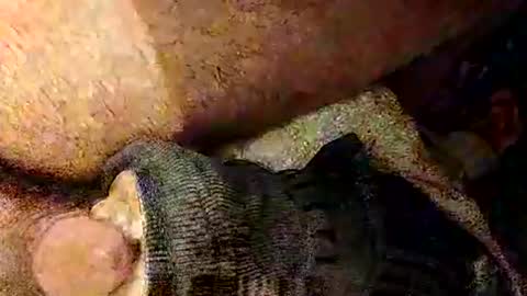 catdaddy179057 online show from 03-01-26, 02:19