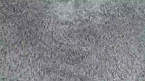Daisy online show from 06-20-26, 10:18