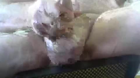 Snapshot of coffee90028 chatting on 02-03-26, 05:29 coffee90028 online show from 02-03-26, 05:29