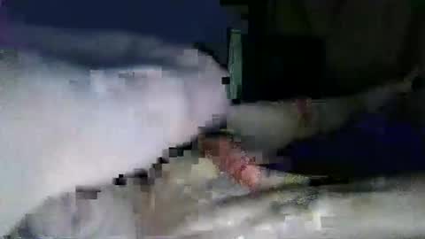 Snapshot of corynashx chatting on 01-31-25, 05:32 lazarus online show from 01-31-25, 05:32