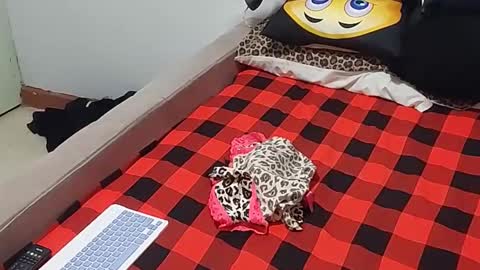 Snapshot of creamyhub chatting on 12-01-25, 07:02 creamyhub online show from 12-01-25, 07:02