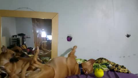 Snapshot of demivercetti chatting on 12-22-25, 04:42 demivercetti online show from 12-22-25, 04:42