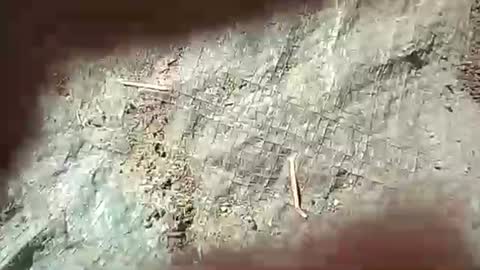 Dickscobals online show from 09-28-25, 07:52