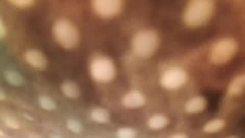 Alex online show from 01-29-25, 06:33