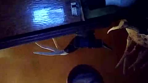 dukester36 online show from 05-26-26, 03:46
