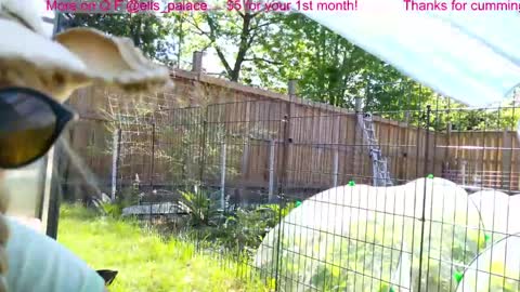 Ella Bella Bo Bella online show from 06-03-26, 02:19
