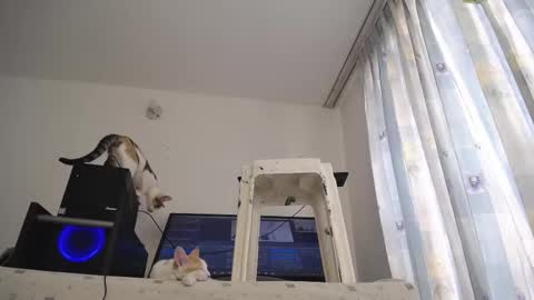 Snapshot of eolicasextwo chatting on 03-10-25, 03:20 Eolicasextwo online show from 03-10-25, 03:20