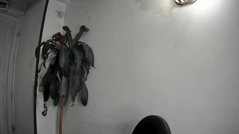 Snapshot of evacollins12 chatting on 12-22-24, 02:28 evacollins12 online show from 12-22-24, 02:28