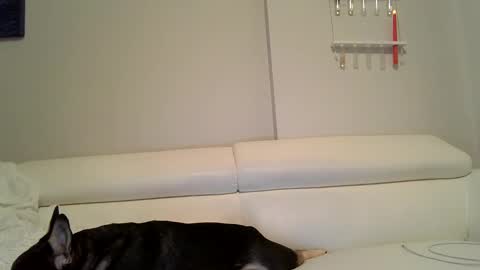 Snapshot of evillers1 chatting on 12-12-24, 12:05 Badblondebunny online show from 12-12-24, 12:05