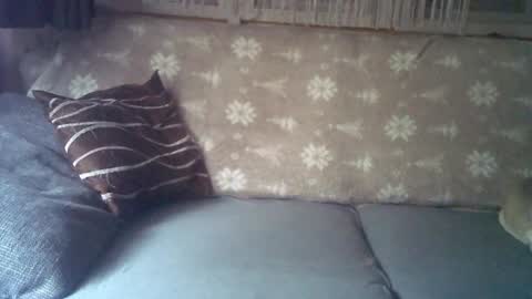 Jane and Findo online show from 01-25-25, 05:51