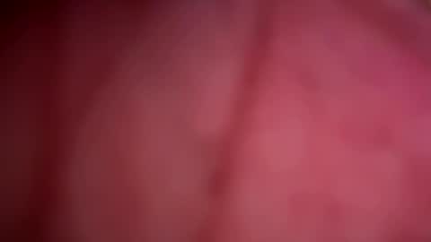 ForbiddenAlpha online show from 05-13-26, 11:44