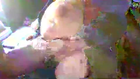 Terry Bangcock online show from 01-18-25, 05:15