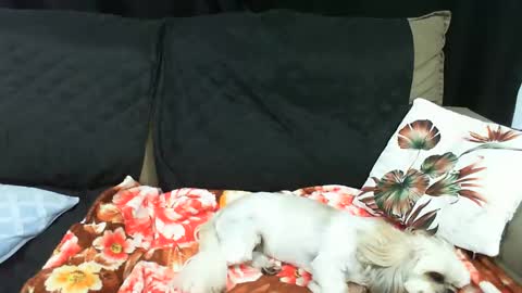 Snapshot of gabibrasil chatting on 01-20-25, 02:01 gaby layla online show from 01-20-25, 02:01