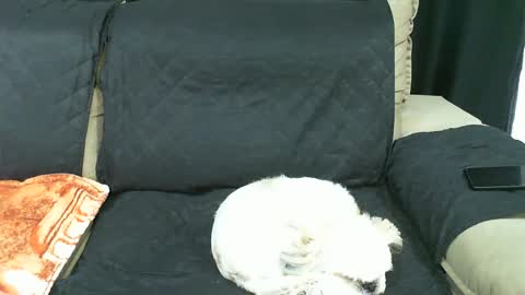 Snapshot of gabibrasil chatting on 01-21-25, 09:36 gaby layla online show from 01-21-25, 09:36