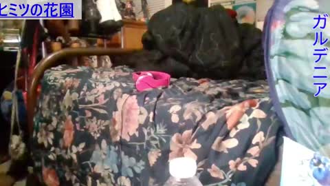 Snapshot of gardeniaspear chatting on 12-16-24, 08:20 Gardenia online show from 12-16-24, 08:20