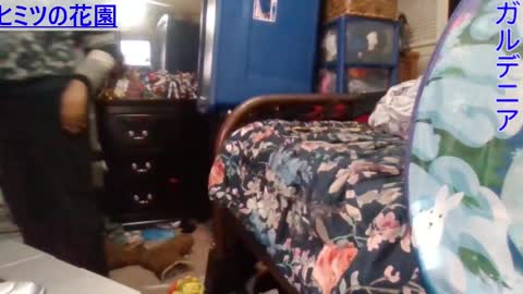 Snapshot of gardeniaspear chatting on 12-24-24, 07:49 Gardenia online show from 12-24-24, 07:49