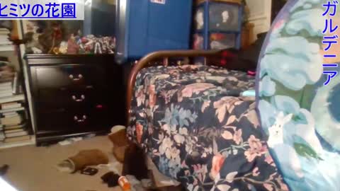 Snapshot of gardeniaspear chatting on 12-29-24, 06:56 Gardenia online show from 12-29-24, 06:56