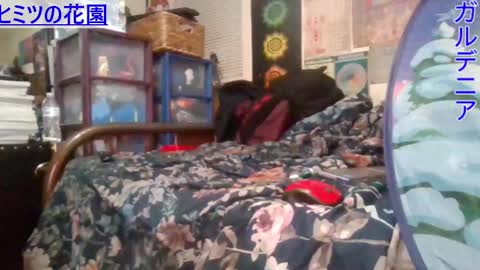 Snapshot of gardeniaspear chatting on 02-26-25, 07:53 Gardenia online show from 02-26-25, 07:53
