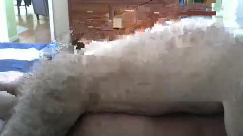 grsmnky65 online show from 12-14-25, 05:29