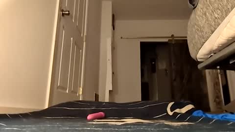 Handydick7373 online show from 05-24-26, 04:06
