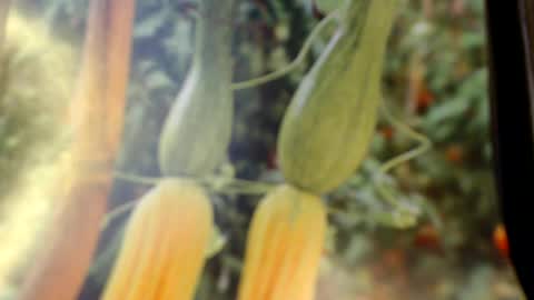 Helvell online show from 06-08-26, 08:09