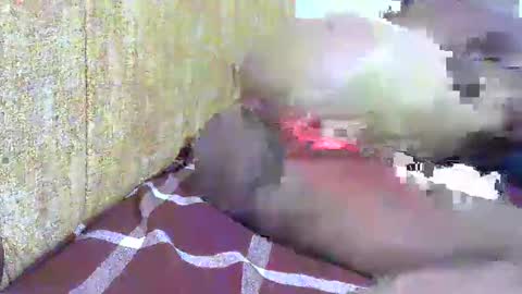 chooo pie online show from 02-16-25, 07:05