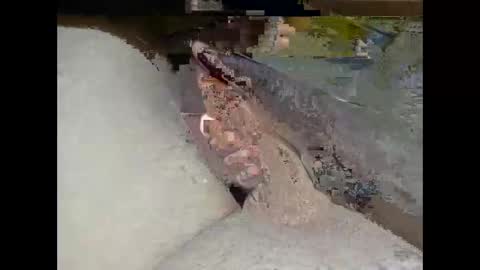 hung_mac0 online show from 02-25-26, 02:27