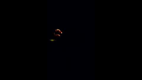 hungitalian40 online show from 01-16-26, 07:23